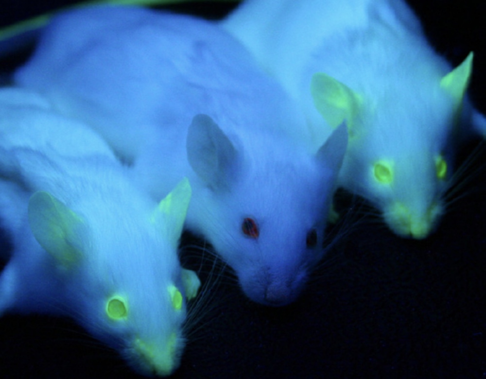 Three white mice with body parts glowing green